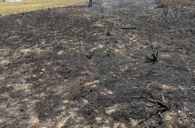 سمكة تسقط من السماء فتشعل حريقاً مروعاً 