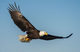  إسرائيل تستعين بالصقور بعد هجوم 7 أكتوبر