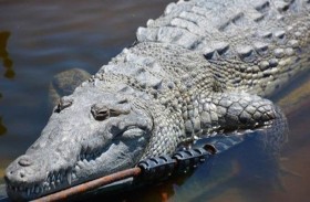 علماء يكتشفون ولادة عذرية لتمساح 