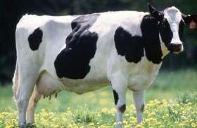 يضرب بقرة جاره حتى الموت