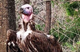 أحداث مشبوهة تثير الريبة  بحديقة حيوانات دلاس