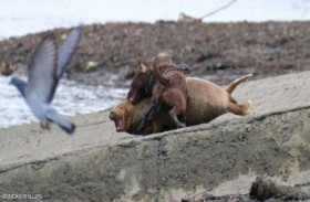 كلبٌ يقتل فقمة.. والشرطة تحقق