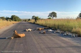 الأسود تحتل طريقا بجنوب أفريقيا