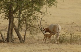 بيئة أبوظبي تعلن الفائزين في مبادرة ارتقاء
