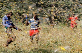 إفريقيا على موعد مع «كارثة».. أعداد الجراد قد تزيد 500 ضعف 