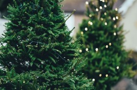 شجرة عيد الميلاد تنهي حياة امرأة 