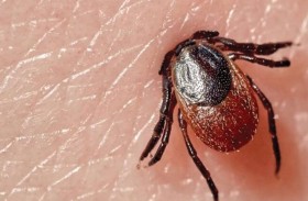 قرادة تقتل أمًّا لخمسة أطفال 