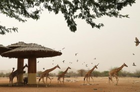  حديقة الحيوانات بالعين تحافظ على زراف روثشيلد بأعلى معايير الحماية مع تعزيز السلوك الإيجابي
