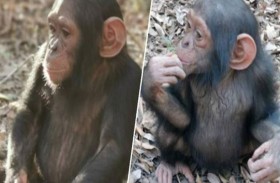 200 ألف دولار فدية لتحرير شمبانزي 