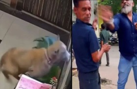 كلب يقفز من الطابق الـ15 هرباً من اعتداء 