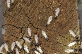 رادارات بريطانيا تلتقط سرباً من النمل الطائر