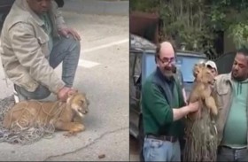 القبض على أسد أثار الذعر بين سكان القاهرة