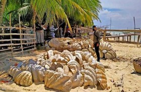 «أصداف» بـ25  مليون دولار