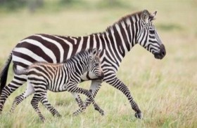 مصير مأساوي لنوع نادر من الحمير الوحشية