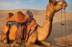 الجمل العنيد يؤخر القطار ساعة