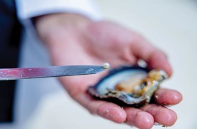 هيئة البيئة -أبوظبي تطلق أول مشروع خليجي لإعادة تأهيل موائل المحار