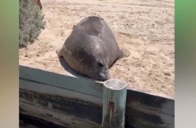 فقمة ضخمة تثير الذعر والفوضى