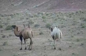 رصد أول جمل من نوعه في الصين