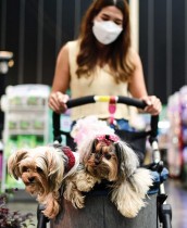 امرأة تحمل كلابها المالطية على عربة أطفال خلال مسابقة معرض الحيوانات الأليفة في بانكوك - ا ف ب