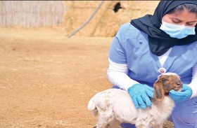  الزراعة والسلامة الغذائية توجه مربي الثروة الحيوانية باتباع أفضل الممارسات الخاصة بموسم ولادة المجترات الصغيرة