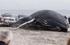 ارتفاع عدد الحيتان الميتة على شواطئ الولايات المتحدة