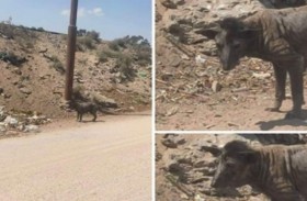 وحش غريب في بحيرة إيرلندية