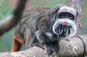 قردان في عداد المفقودين بحديقة حيوانات دالاس