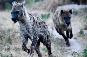 قطيع ضباع يجر رجلا من منزله ويأكل نصفه