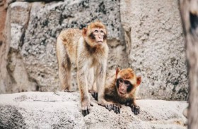 يمنحون ملكية أراضيهم للقرود