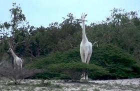 خطوة ذكية لحماية آخر زرافة بيضاء على الأرض