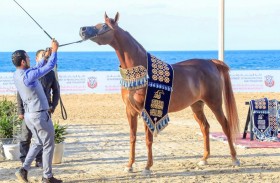 «هزال الزبير» تحرز اللقب الذهبي للمهرات عمر سنة و«دي سلمية» وصيفة