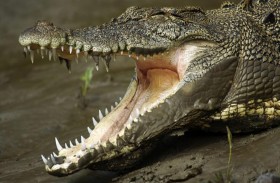 نهاية مأساوية لعجوز سقطت في بركة تماسيح