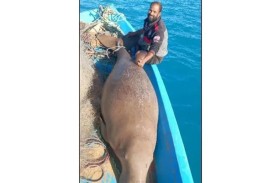 غضب بسبب «بقرة البحر».. والقبض على الفاعل