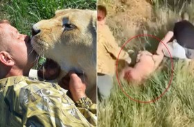 أسد يجرّ مدربه من رقبته أمام الزوّار