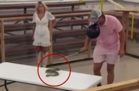 يستفز أفعى سامة لكشف نوع الجنين