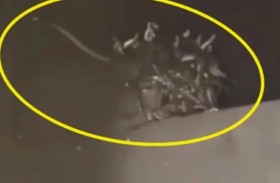 رجل يتفاجأ بـ 70 ثعباناً في خزان المرحاض