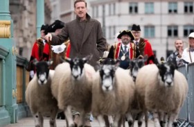 لويس يرعى الخراف إحياءً لتقليد بريطاني 