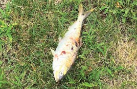 انقطاع الكهرباء في ولاية نيوجيرزي بسبب سمكة!