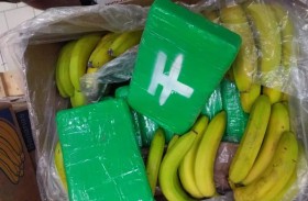 موز بالكوكايين