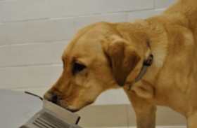 كلاب بقدرات خارقة.. تكتشف البكتيريا القاتلة بأنفها!