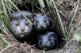 حيوان جديد في دائرة الاتهام بسبب كورونا 