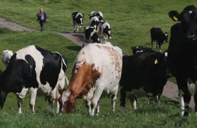 أنفلونزا في حليب الأبقار بأميركا