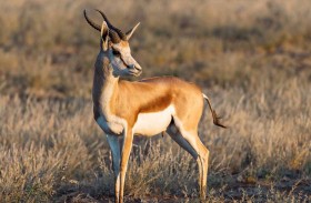 غزال يشعل فوضى داخل مدرسة 