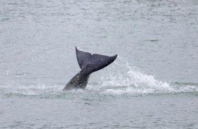 قرار فرنسي بإعدام الحوت العالق