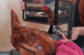 الديك المدلل في صالون الحلاقة 