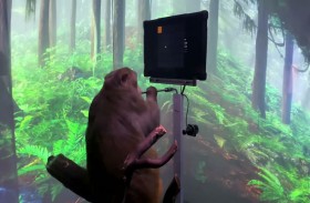 قرد يتحكم بلعبة فيديو 