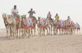 15 شوطاً في مهرجان العين للهجن.. ونيران ومياس يخطفان الأضواء