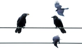 الغربان طيور محترفة في العد والتخطيط