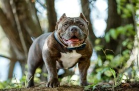 جدل حول عقوبة المتهم في قضية «كلب المذيعة»