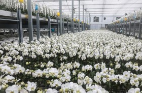  أزهار الأوركيد التايوانية تحصد تداعيات رسوم ترامب الجمركية